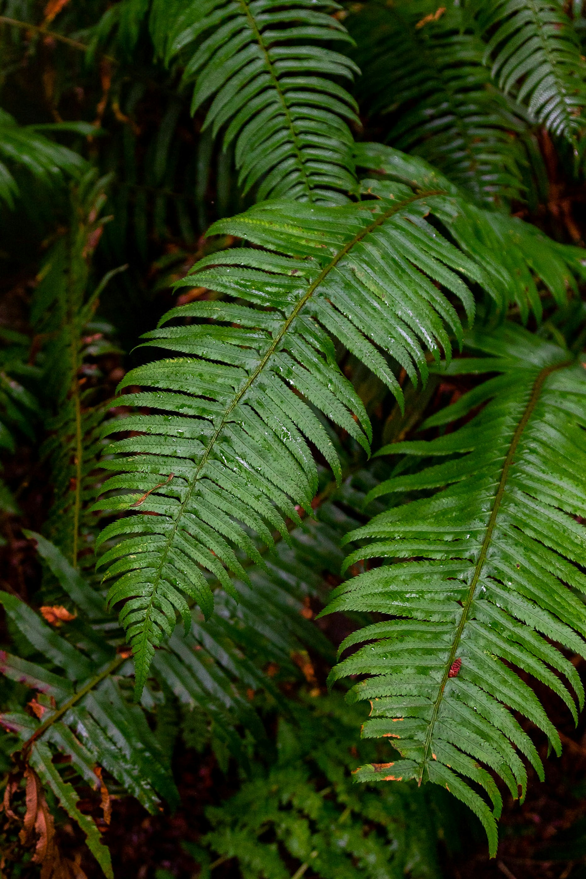A background of leafs and jungle